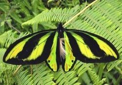 butterflypix
